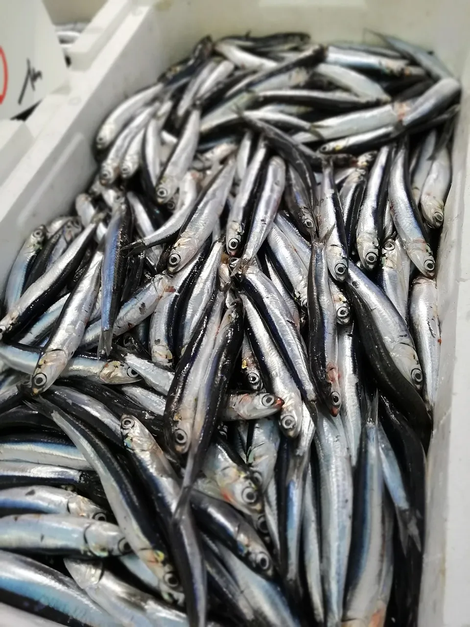 Beyaz plastik kasada üst üste yığılmış taze hamsi balıkları.