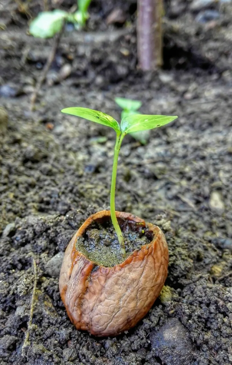 Toprakta çimlenmiş ceviz kabuğundan çıkan genç ceviz fidesi, yakın çekim.