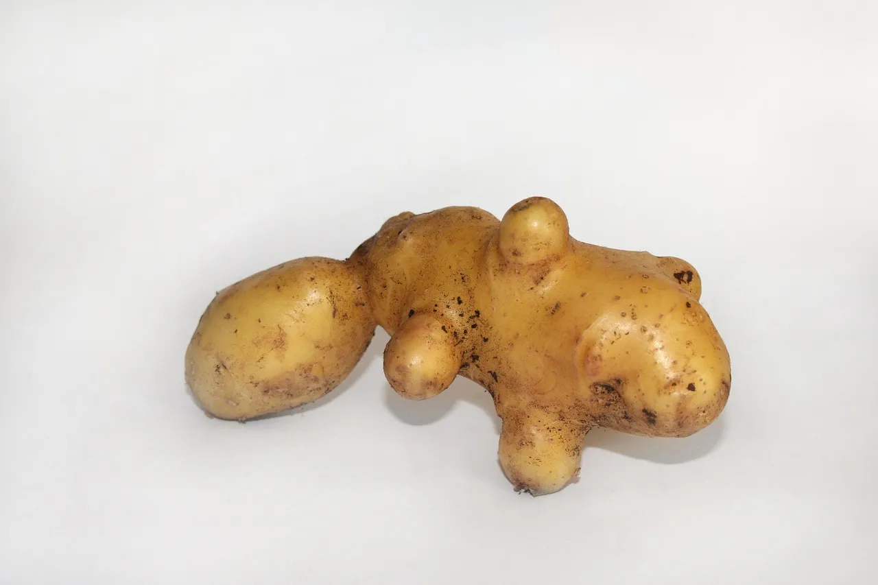 Düzgün olmayan, çıkıntılı biçimli bir patates, açık renk zeminde.