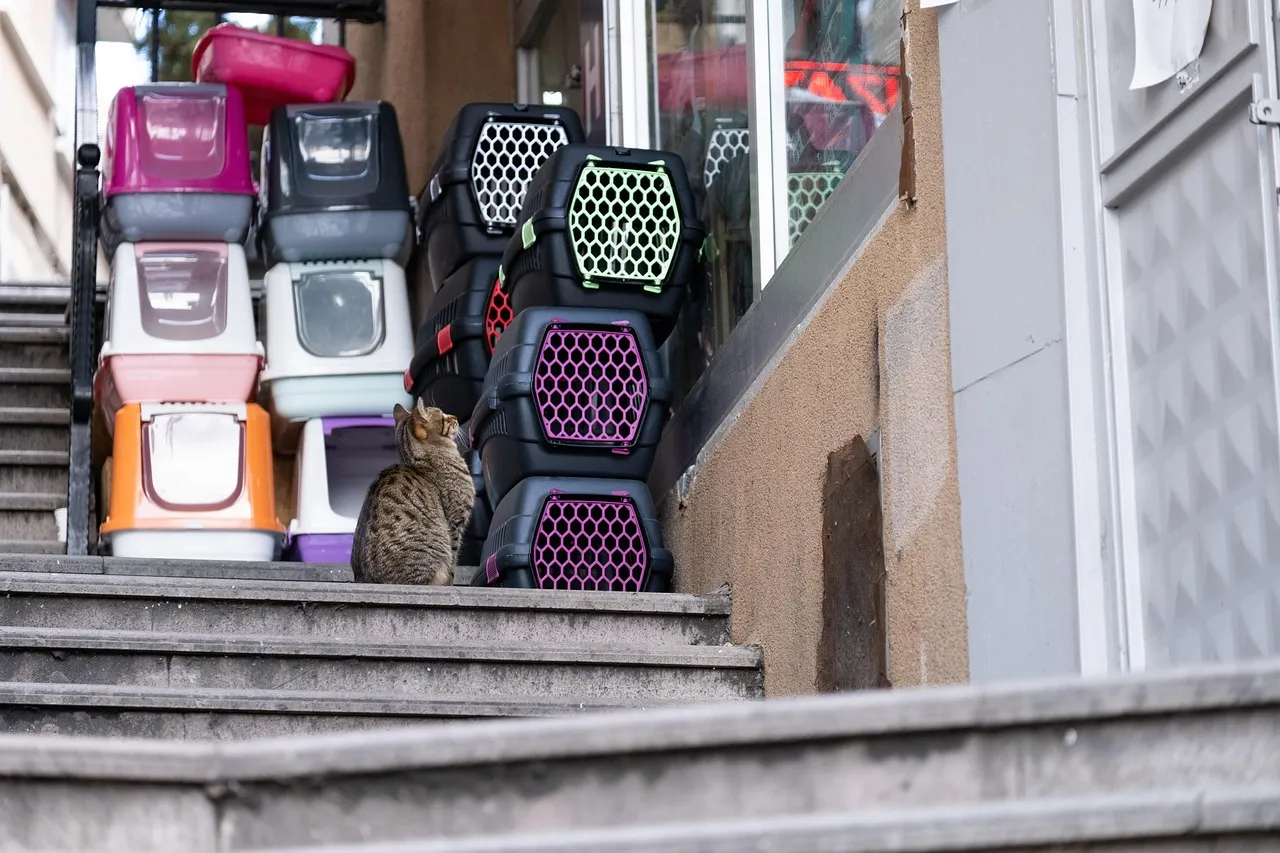 Bir mağaza girişinde üst üste dizilmiş renkli plastik kedi taşıma kutuları ve tuvalet kapları; önünde bir kedi