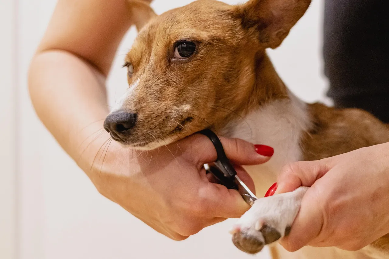Bakımcının elleri bir köpeğin pençesinin tırnağını makasla kesiyor