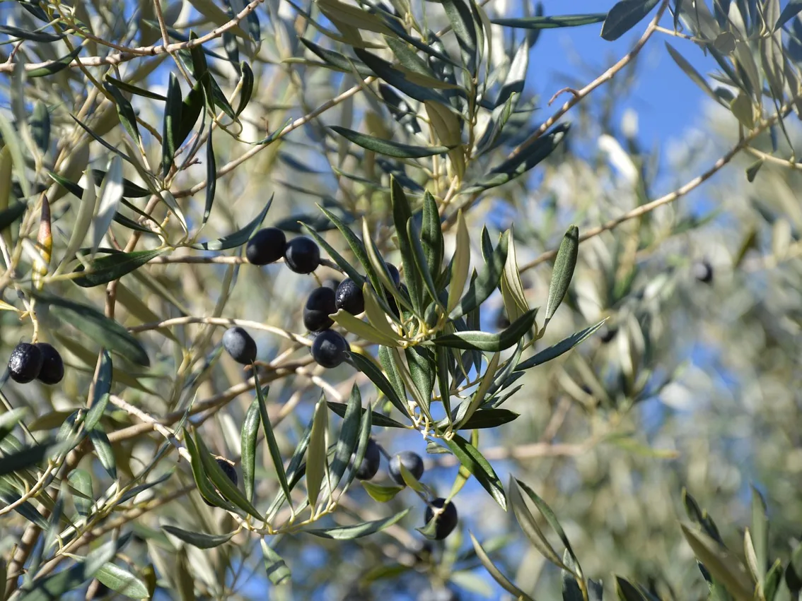 Gümüşi yapraklı zeytin dallarında olgunlaşmış parlak siyah zeytinler, arkada mavi gökyüzü