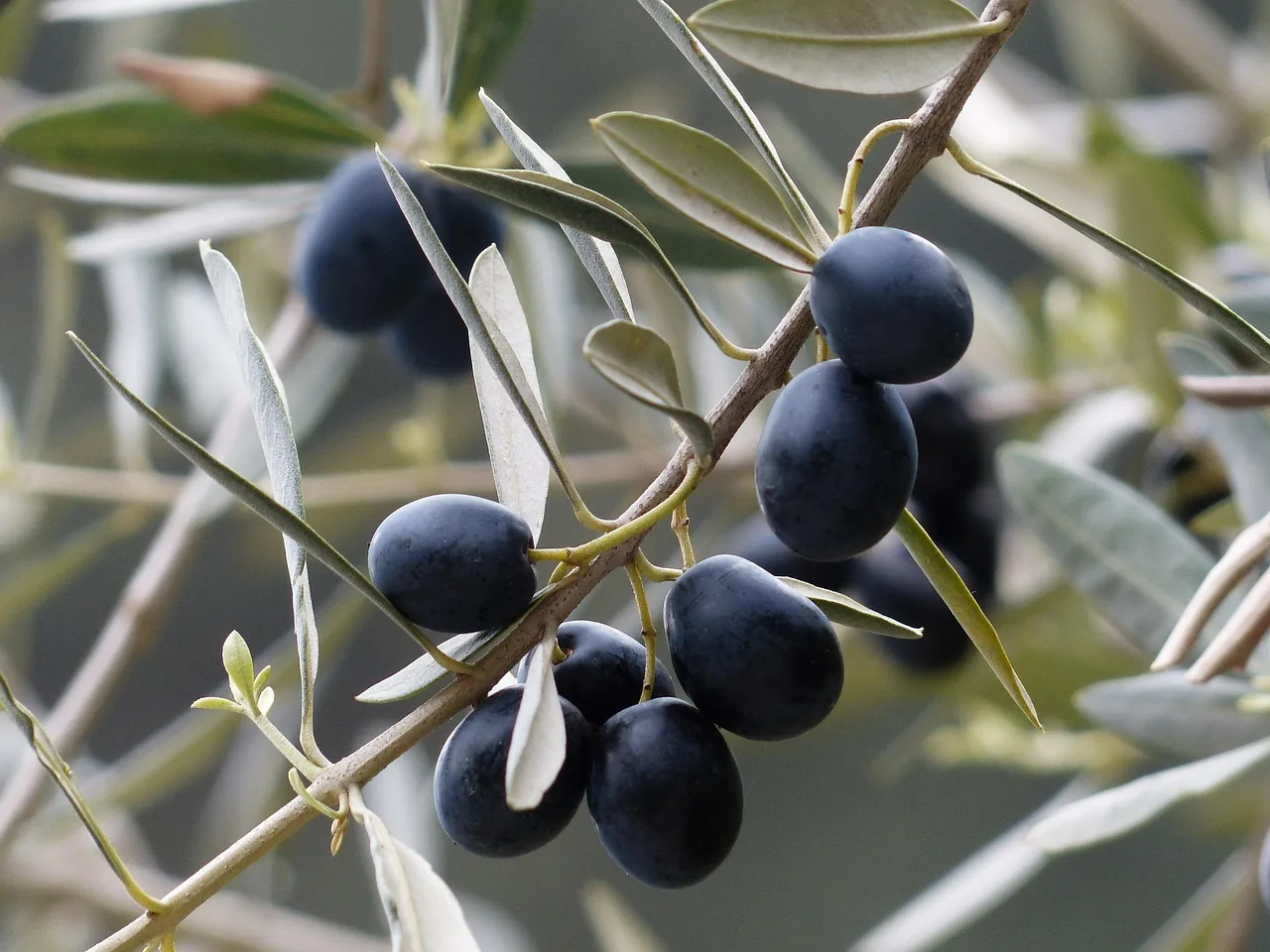 Gümüşi yeşil yapraklı zeytin dalında kümelenmiş olgun, koyu mor-siyah zeytin taneleri