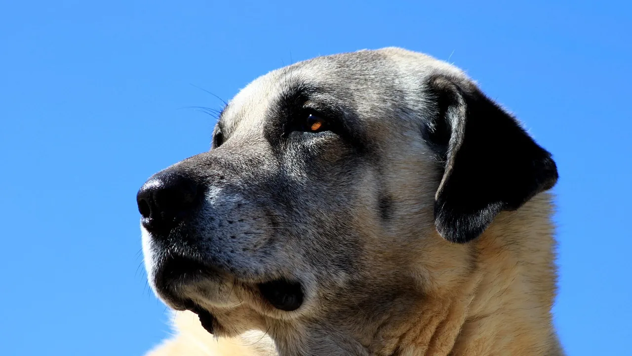 Mavi gökyüzü önünde siyah maskeli, açık bej tüylü çoban köpeğinin başı, yandan görünüş